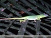 Anolis punctatus