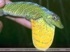 Anolis transversalis