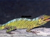 Anolis transversalis