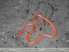 Apostolepis multicincta
