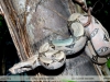 Boa constrictor