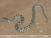 Bothropoides matogrossensis