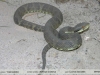 Bothrops andianus