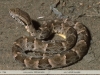 Bothrops atrox
