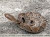 Bothrops moojeni