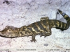 Caiman latirostris