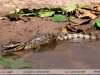 Caiman yacare