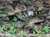 Caiman yacare