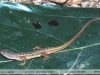 Cercosaura ocellata