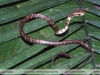 Chironius fuscus