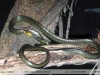 Chironius fuscus