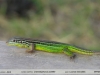 Cnemidophorus ocellifer
