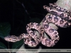 Corallus hortulanus