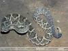 Crotalus durissus