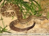 Crotalus durissus