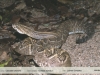 Crotalus durissus