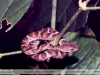 Drymobius rhombifer