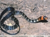 Drymoluber dichrous