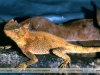 Enyalioides palpebralis