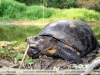 Geochelone carbonaria