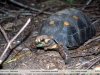 Geochelone carbonaria