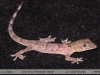 Hemidactylus mabouia