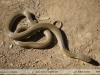 Liophis ceii