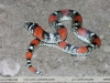 Lystrophis pulcher