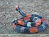 Lystrophis pulcher