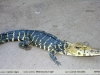 Melanosuchus niger