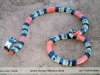 Micrurus diana
