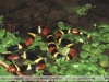 Micrurus surinamensis