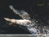 Paleosuchus palpebrosus