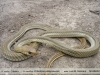 Philodryas patagoniensis