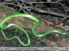 Philodryas viridissima