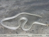 Psomophis genimaculatus