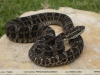 Rhinocerophis jonathani