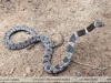 Sibynomorphus turgidus