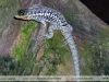 Stenocercus marmoratus