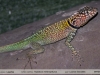 Tropidurus melanopleurus