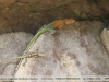 Tropidurus melanopleurus