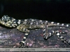 Tropidurus plica