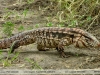 Tupinambis rufescens