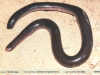 Typhlops brongersmianus