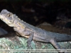 Uranoscodon superciliosus