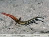 Vanzosaura rubricauda