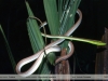 Xenoxybelis argenteus