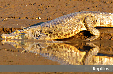 Caiman yacare