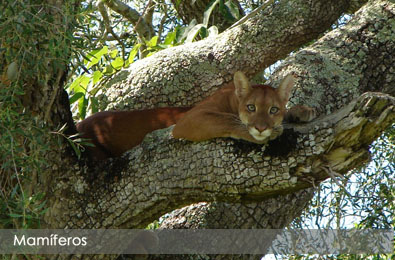 Puma con color